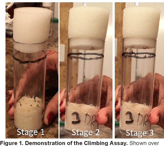 Figure 1 from effects of antioxidants on the climbing abilities of drosophila melanogaster