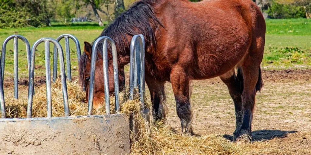 The Role of Hay Racks in Horse Feeding Routines