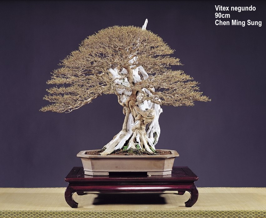 BONSAI出品 TAIWAN BONSAI SIDIAO- 2002 | Aido Bonsai