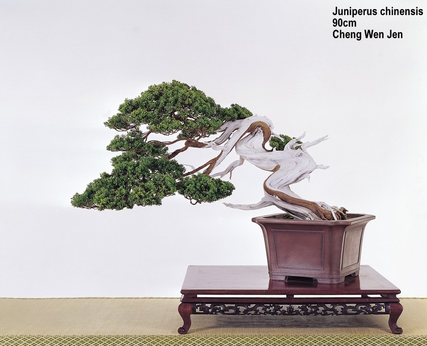 TAIWAN BONSAI SIDIAO- 2002 | Aido Bonsai