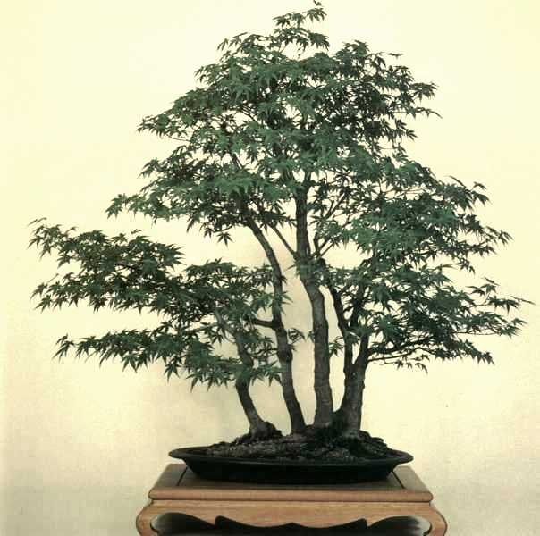 Acer005