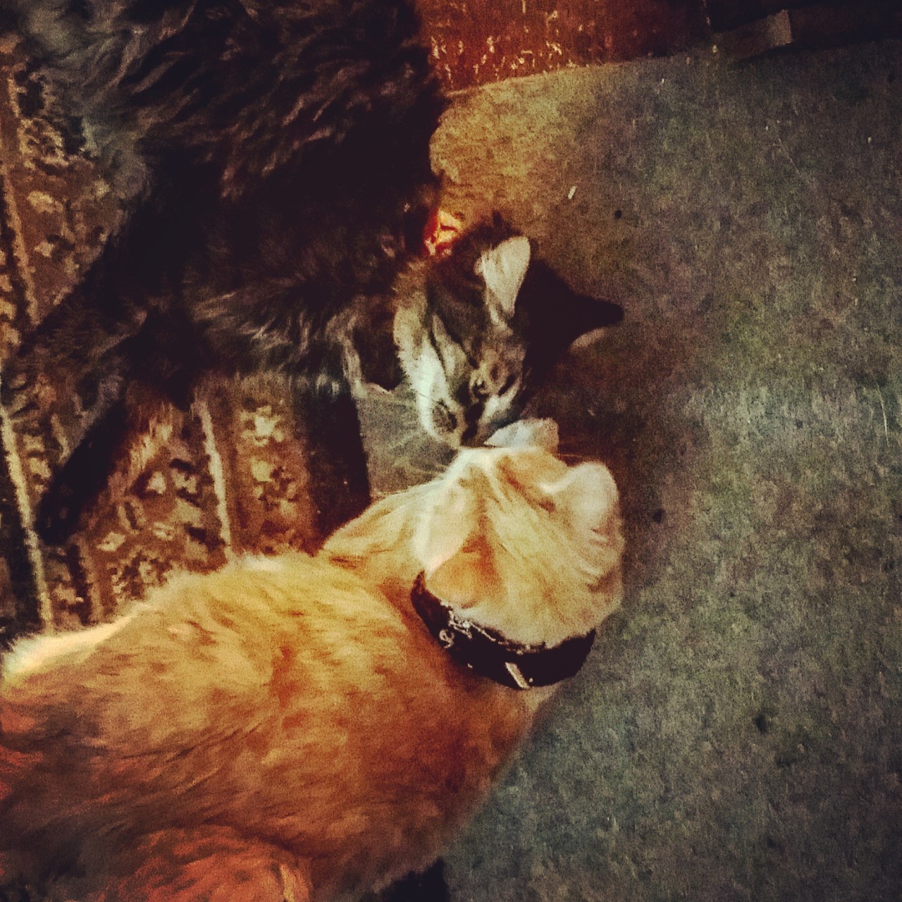 Tanner and Dark Tides