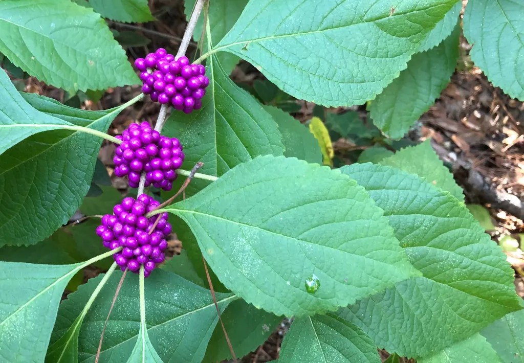 American beautyberry (Callicarpa americana)