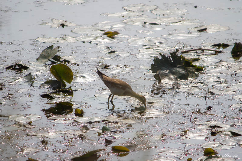官田│水雉生態教育園區 菱波仙子的樂園-有機農業 生態保育