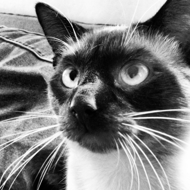 treat face cat