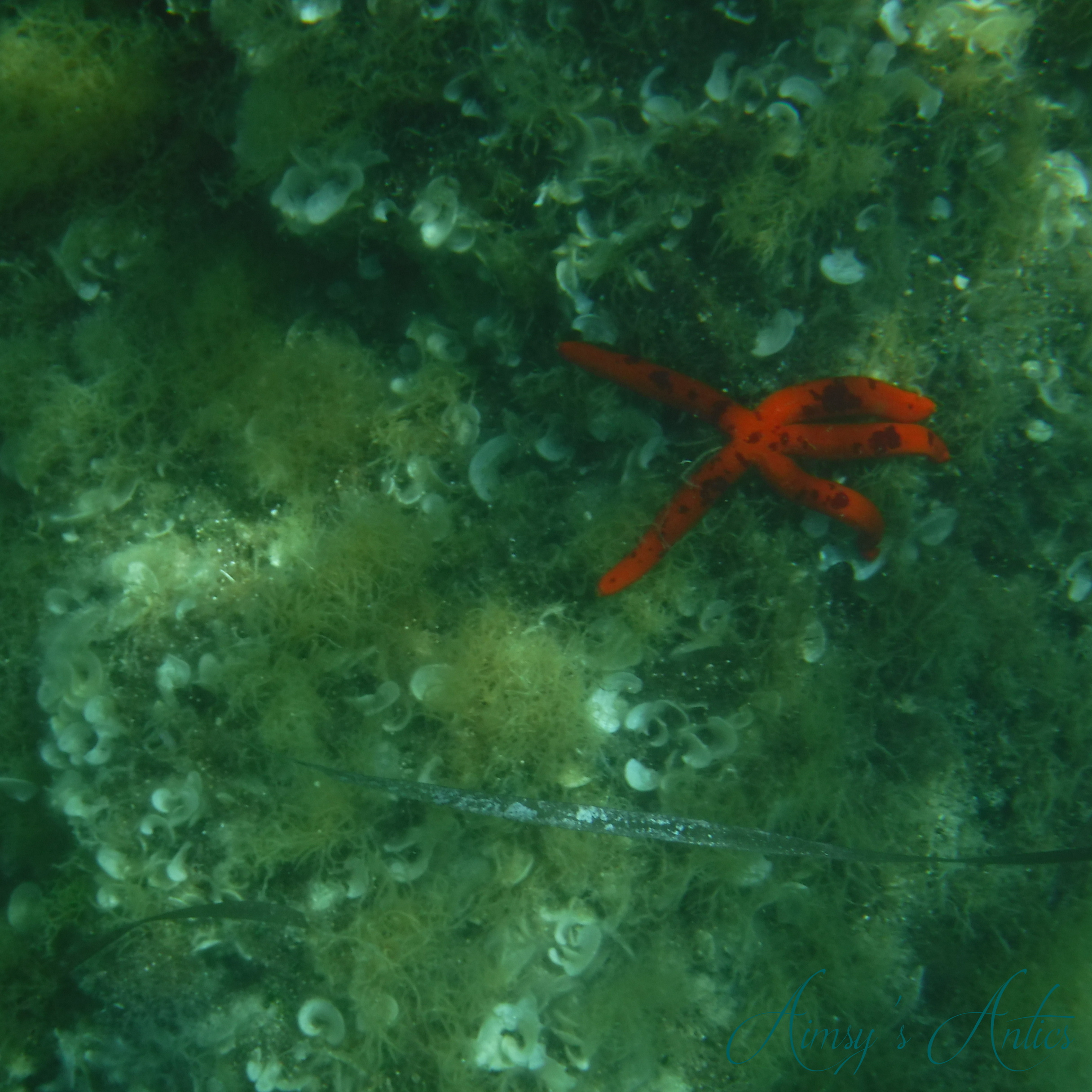 Image of a starfish underwater on moss covered rocks.