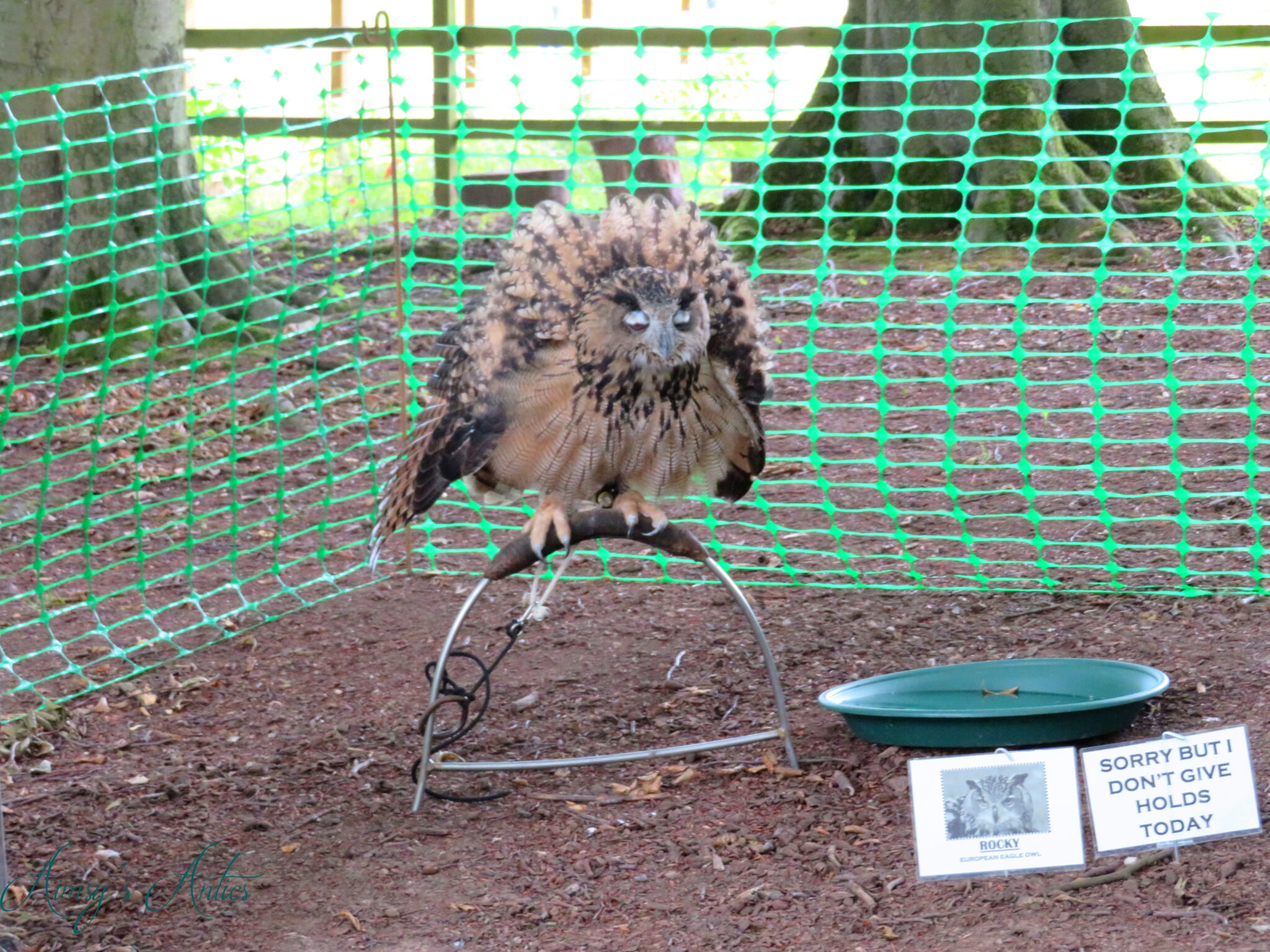 An owl on a stand