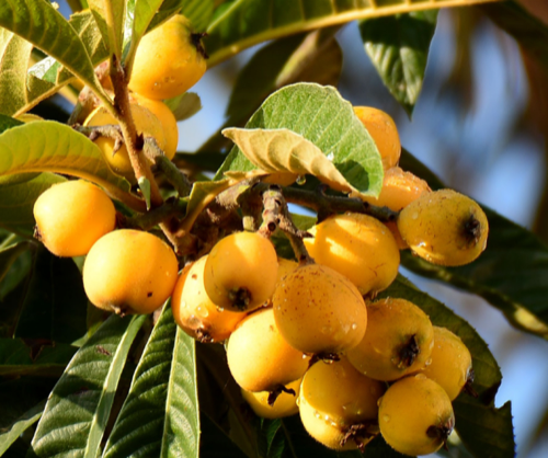 Loquat seeds for sale - Aina Exotics