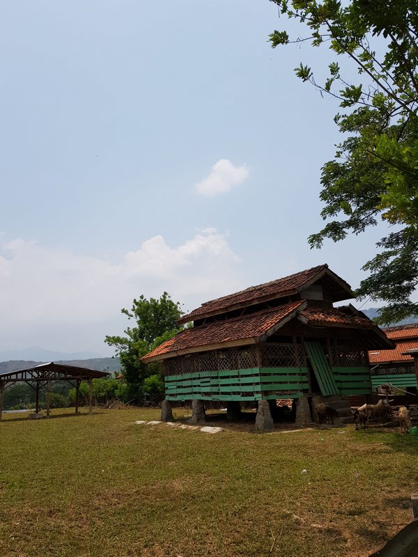 Kampung Kaleng Citeureup - Peternakan