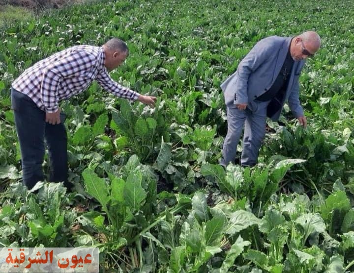 محافظ كفر الشيخ يتابع جهود الفرق الزراعية في فحص الزراعات الشتوية