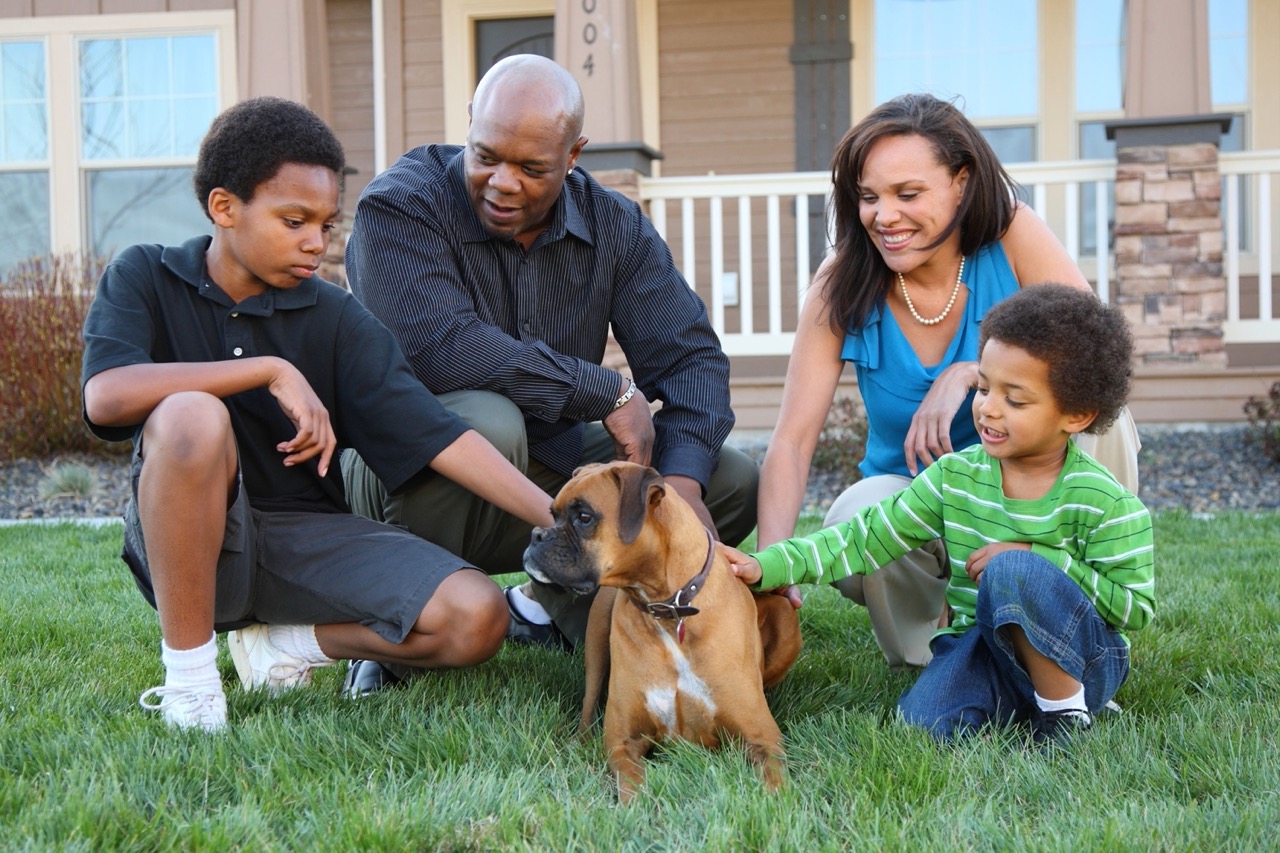 How to introduce a new dog to your home Airvet