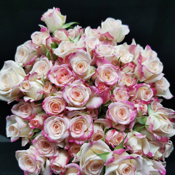 Reflex - Spray roses - Aisha Flowers