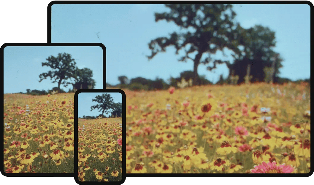 Smartphones capturing a scenic wildflower meadow with trees