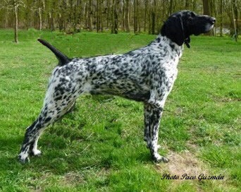 KS Scout vom Riverwoods