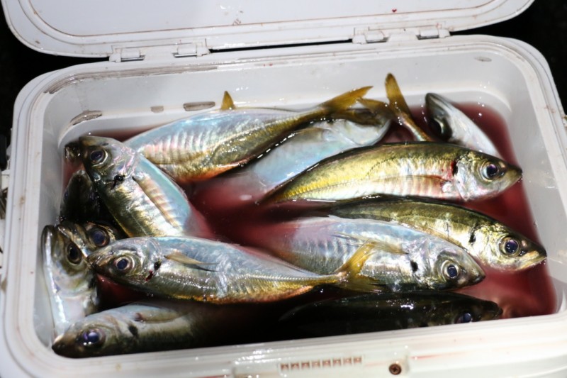 希少ヌーボコルトプロトタイプ612UL-HS - ロッドオンライン ストア