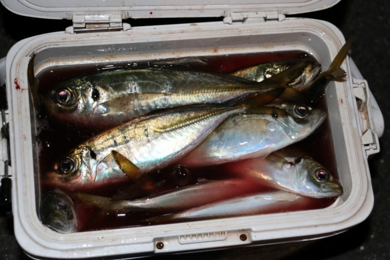 夏アジング】アジがライズしているけどアタリがない時に最初に試したい