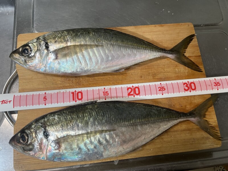 予算2万で買える！コスパ最高の遠投アジングロッドは？｜あおむしの釣