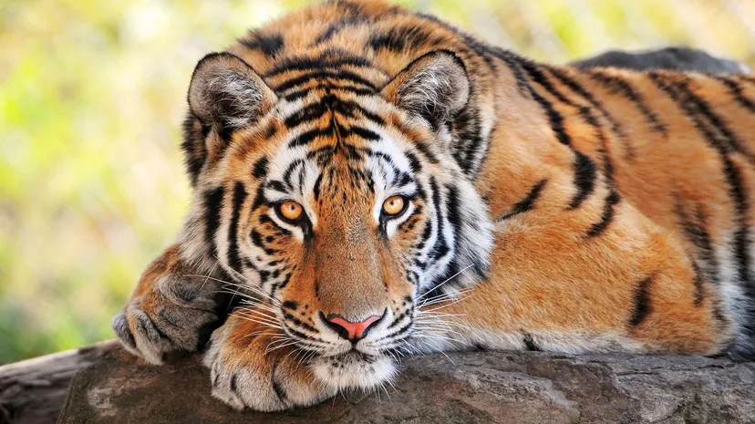 tiger