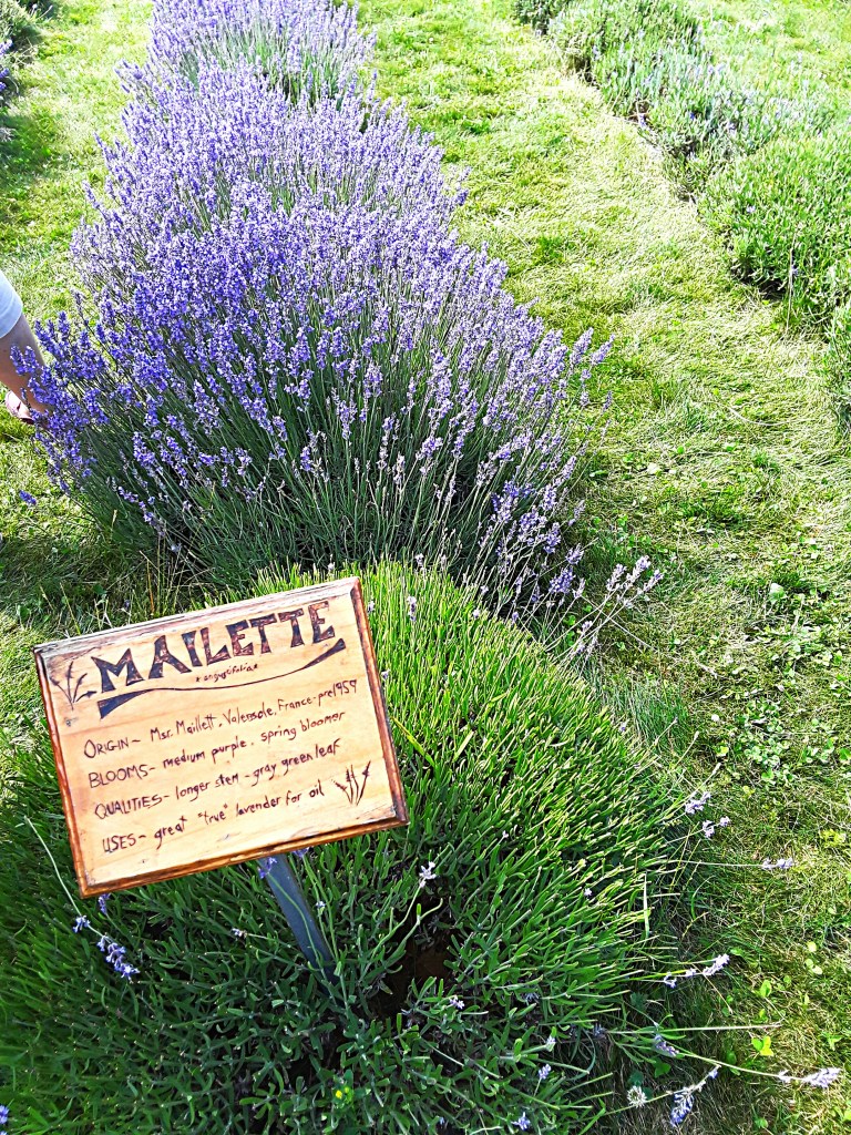 "Mailette' is a compact lavender pl.ant with intense blue flowers