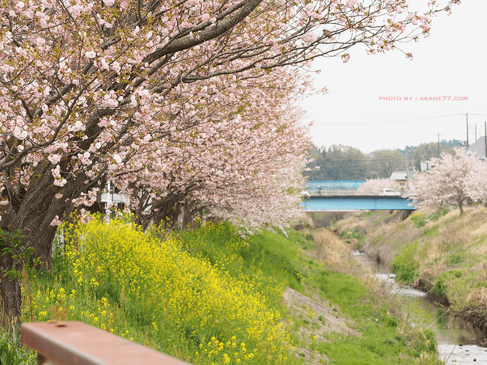 遠離人群感受櫻花季 住家附近的櫻花林