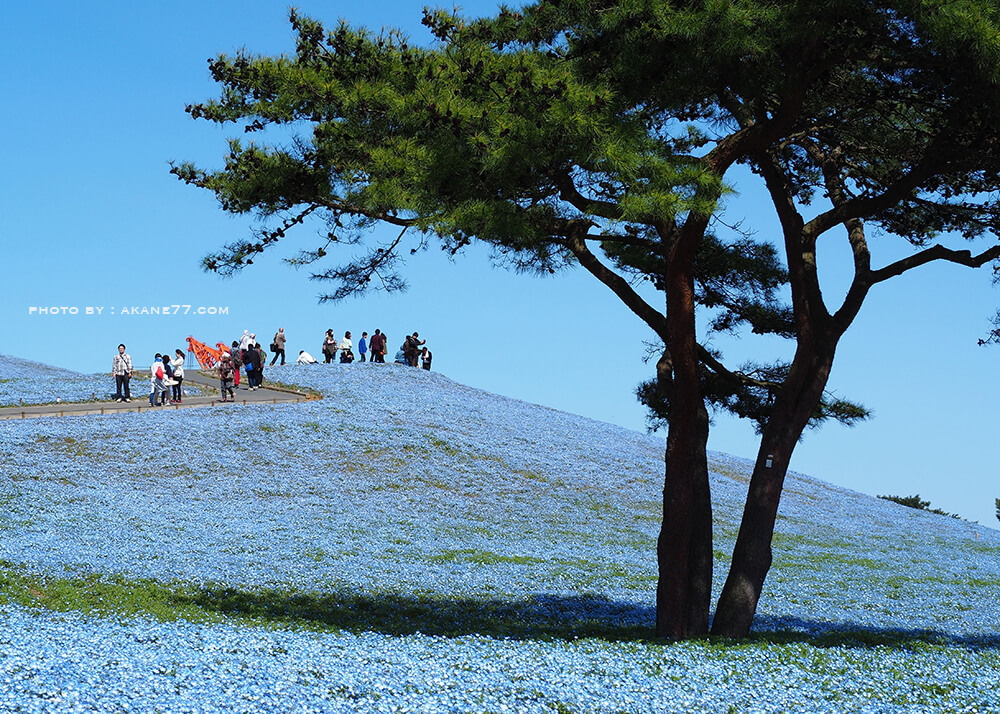 茨城國營日立海濱公園 粉蝶藍色浪漫花海