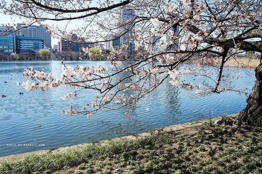 東京懶人包⎮上野淺草周邊全攻略 吃喝玩樂/景點活動