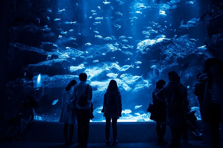 明石に水族館が復活！？市役所新庁舎1階に「さかなクン水族館」を作る計画があるみたい！