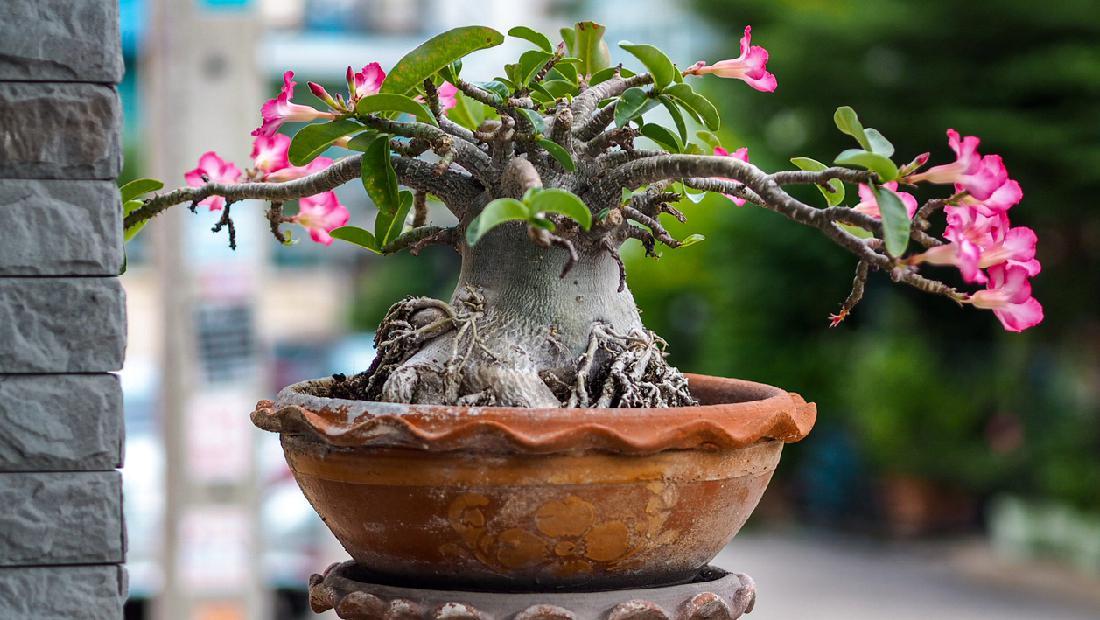 We would like to introduce you with our new adenium bonsai seedlings with muscular. Harganya Hingga Rp500 Juta Ini Tips Merawat Adenium Si Mawar Gurun
