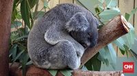 Populasi Koala Merosot Terdesak Karhutla dan Perambahan Lahan