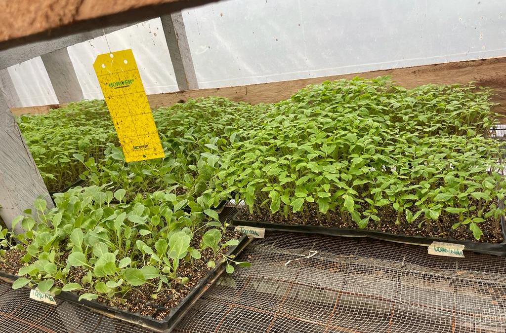 Cultivating Success: Akili Group’s Thriving Partnership with Holland Greentech in Horticultural Innovation