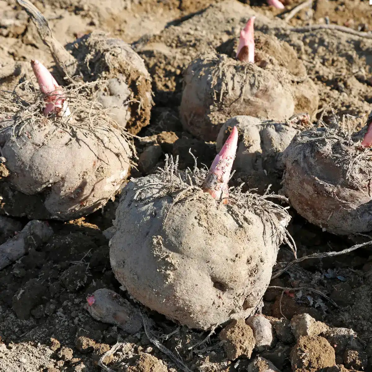 What Is Konjac? The Remarkable Japanese Plant That Takes 3 Years to Grow—and Makes the World’s Gentlest Sponge