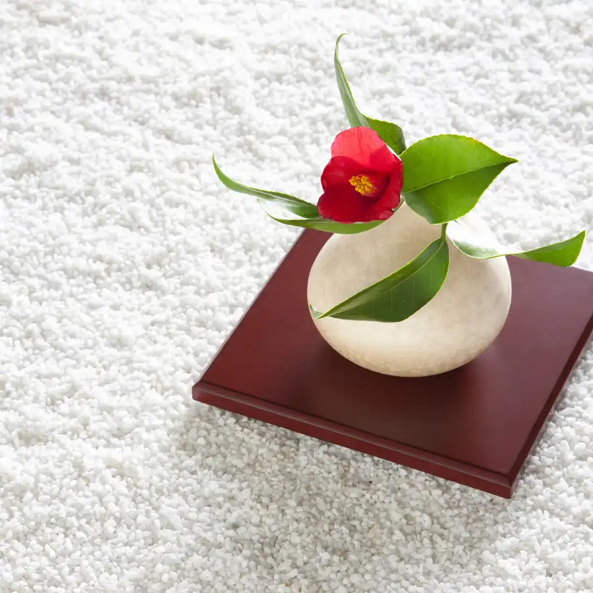Tsubaki (Japanese Camellia): The Winter Flower Japan Has Loved for 1,000 Years