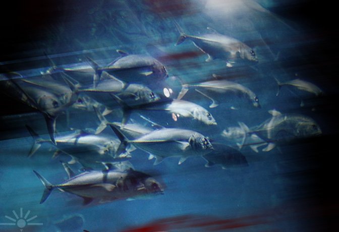 Greenpeace calls for halt in the granting of deep seabed mining licences