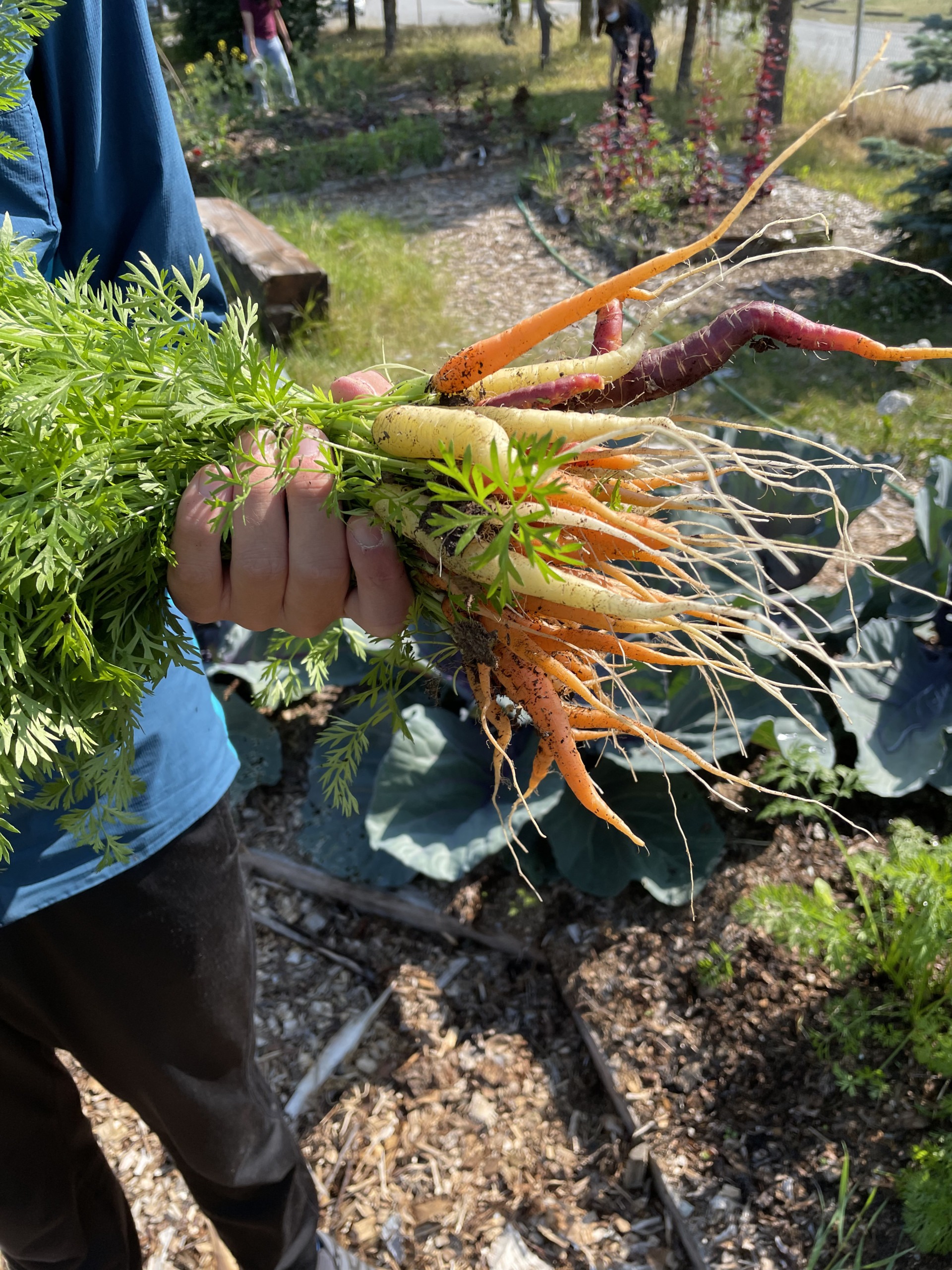 hand holding fresh bunch of carrots covered in dirt