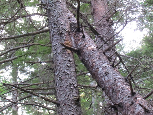 Widow Maker Tree Service Home Facebook