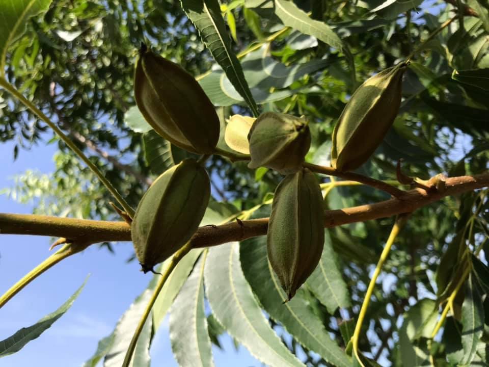 Pecan Farmers in Alabama Alabama Pecan Growers Association