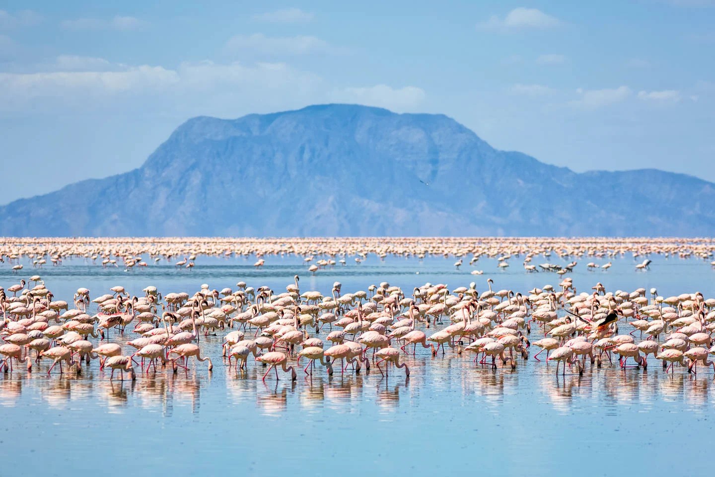 Lake Natron Flamingo