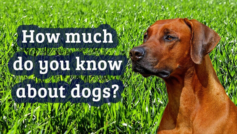 Dog Trivia Questions: Test Your Canine Knowledge Today!
