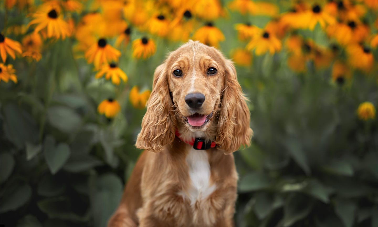 How to Train a Cocker Spaniel Alaska Dog Works