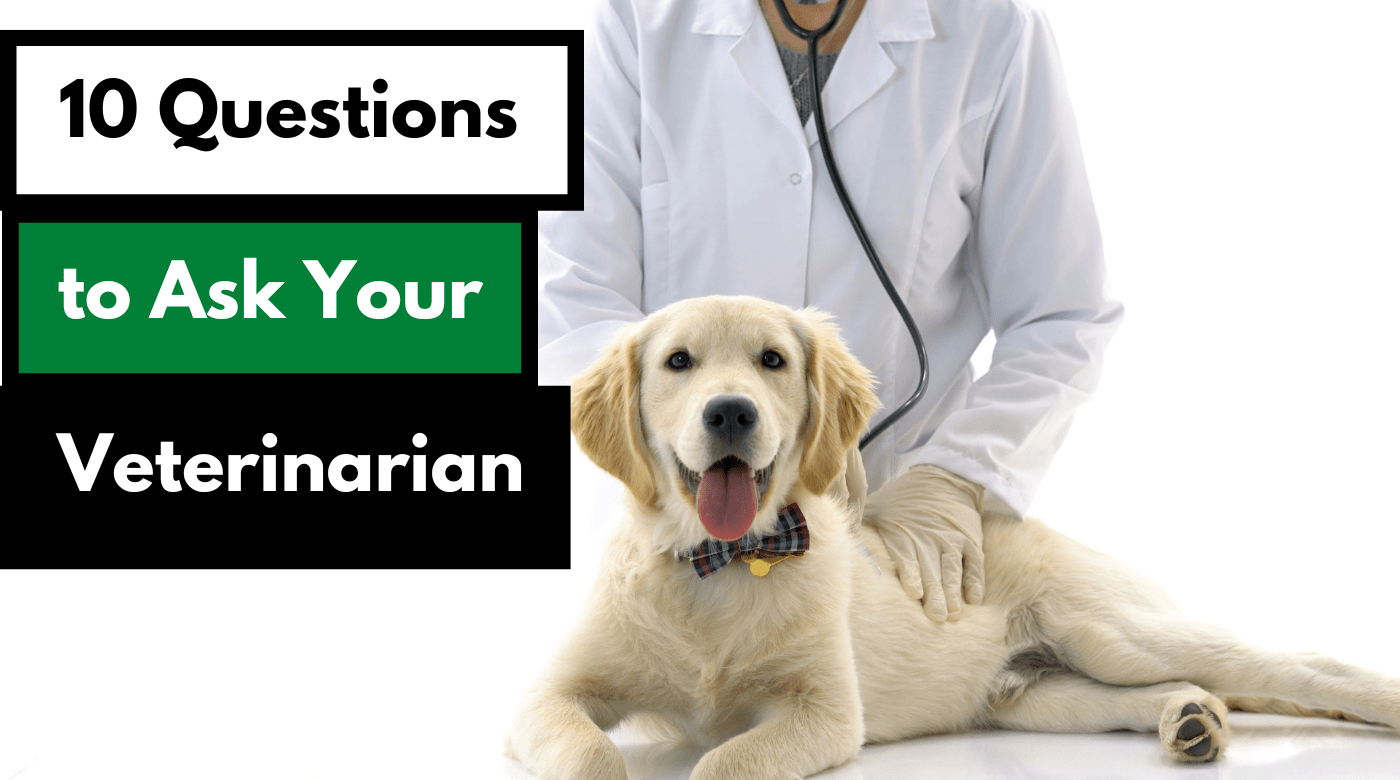10 Questions Your Vet Wishes You Would Ask Alaska Dog Works