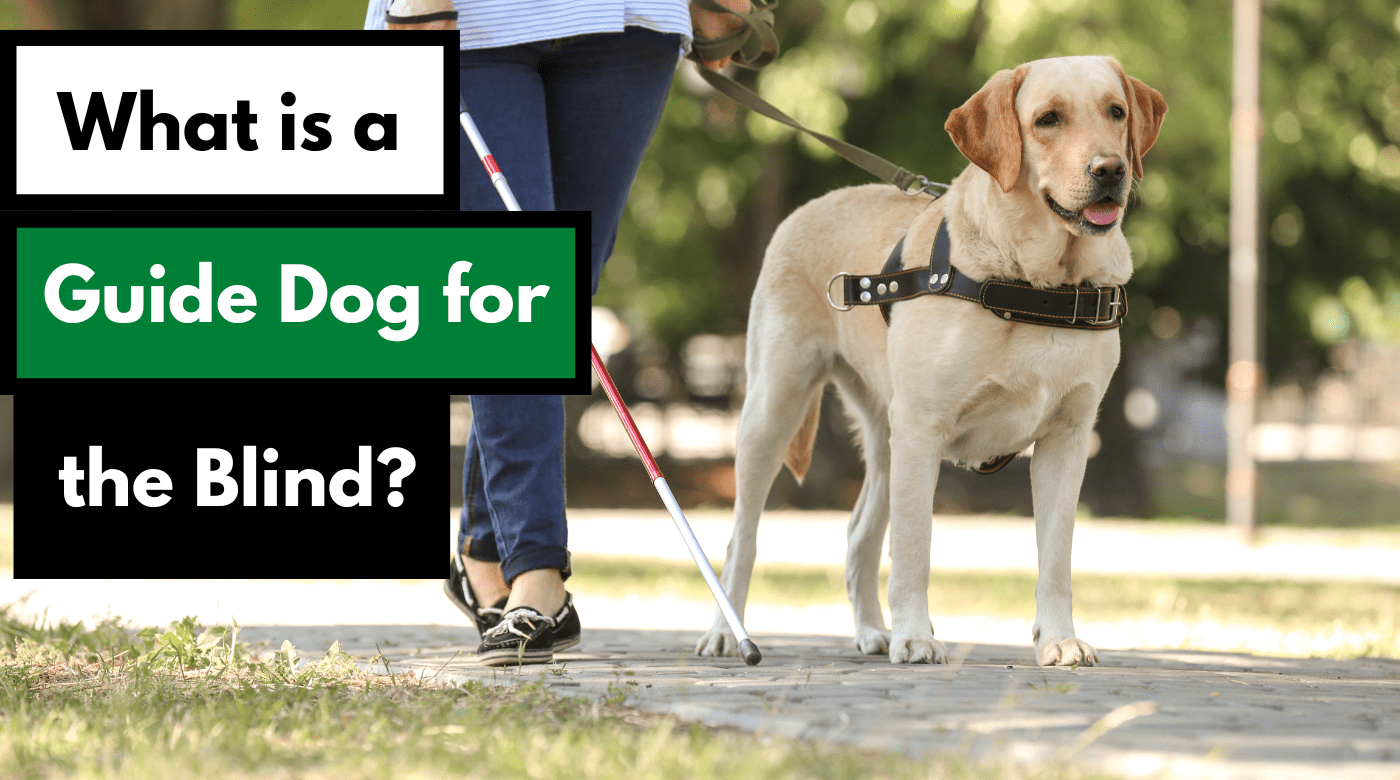 What is a Guide Dog for the Blind? Alaska Dog Works