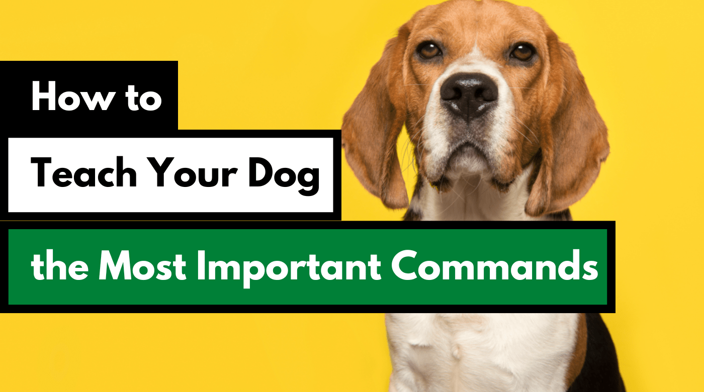 How To Teach Your Dog The Most Important Training Commands Alaska Dog