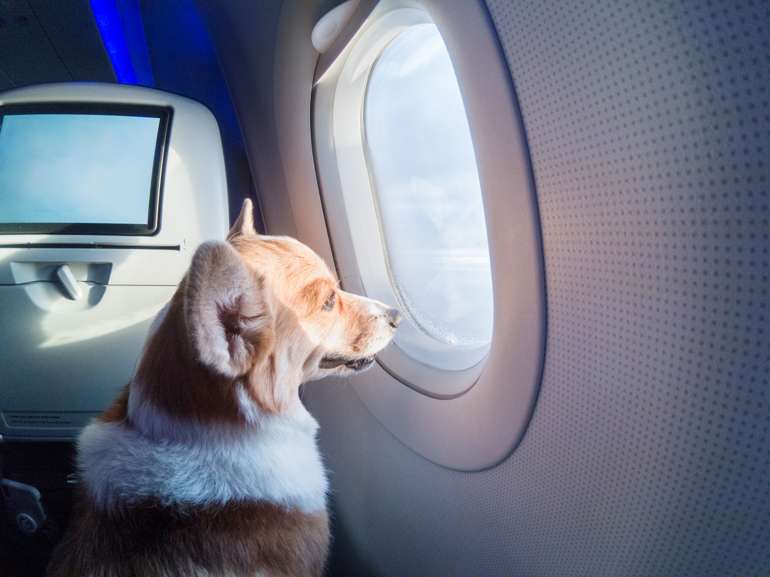 How to Fly With a Dog Alaska Dog Works