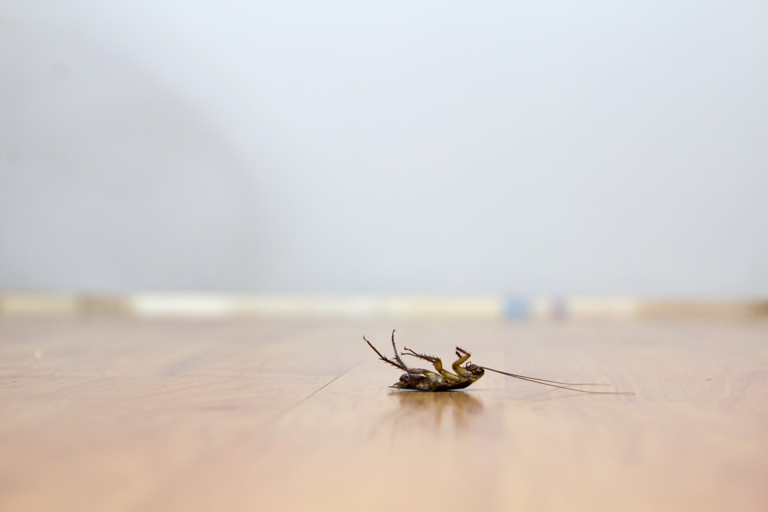 Pest Control Tips