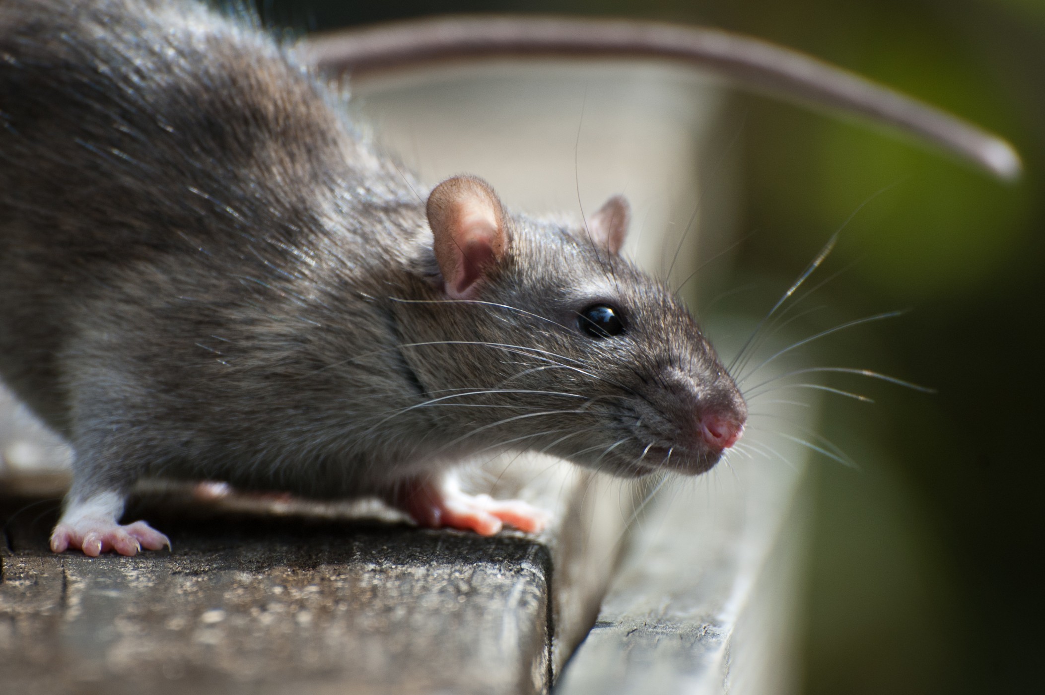 Understanding the Life Cycle of Common Alaskan Pests: A Year-Round Guide