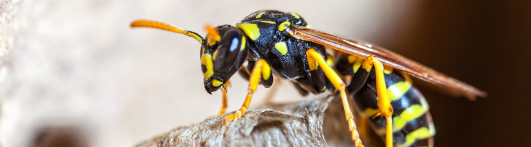 yellow jacket