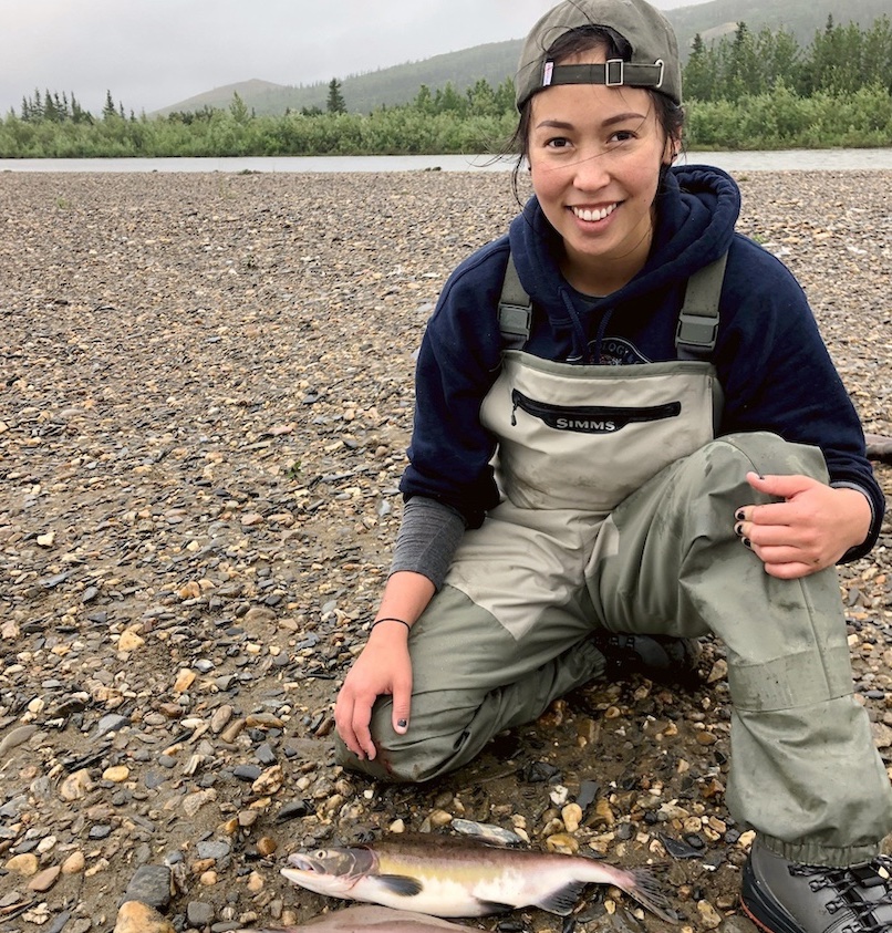 Alaska Sea Grant: Research on pink salmon in the Arctic learns