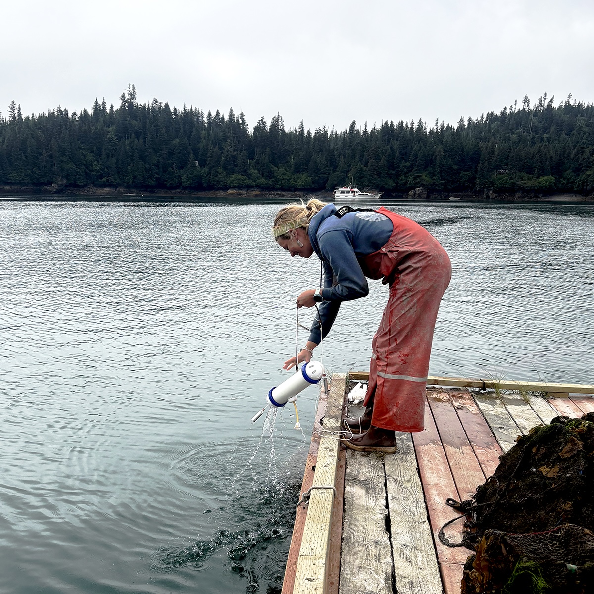A woman standing on dock bending over water with monitoring equipment. A pile of kelp sits on dock.