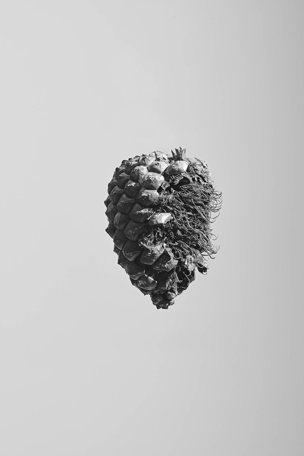 Pine cone paritally eaten by birds