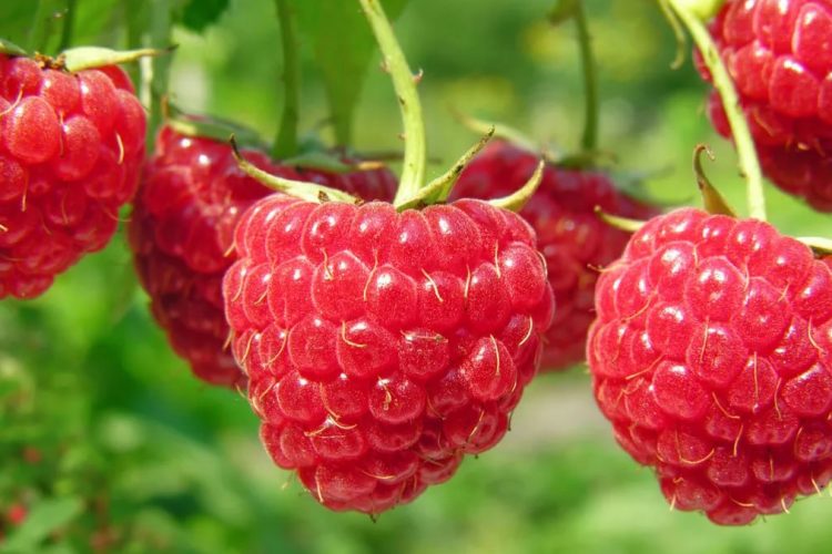 Këtë frut duhet ta konsumoni çdo ditë